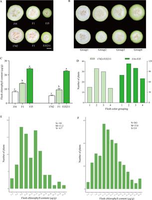 A point mutation in the zinc-finger transcription factor CqLOL1 controls the green flesh color in chieh-qua (Benincasa hispida Cogn. var. Chieh-qua How)